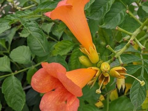 Campsis radicans 'Indian Summer'