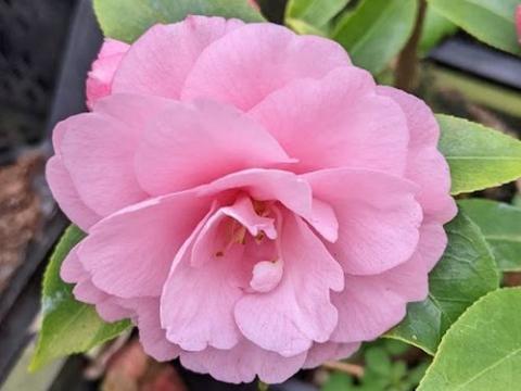 Camellia 'Spring Festival'