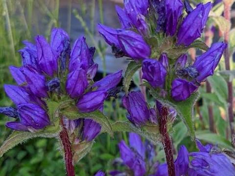 Campanula glomerata 'Superba'