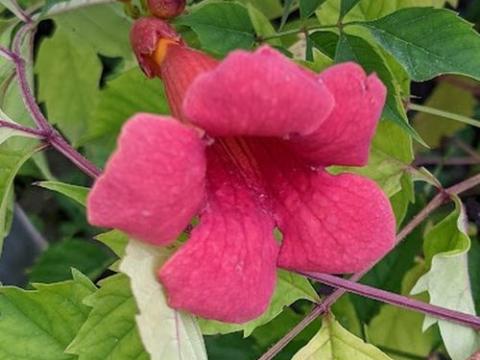 Campsis radicans 'Flamenco'
