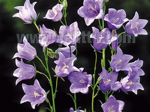 Campanula pers. 'Telham Beauty'