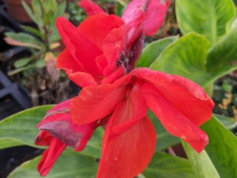 Canna 'Happy Carmen'