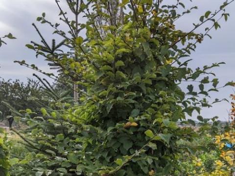 Carpinus betulus veer