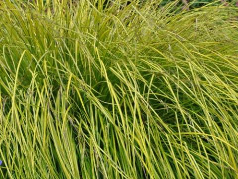 Carex elata 'Aurea' (Bowles Golden)