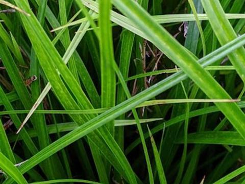 Carex oshimensis 'Greenwell'