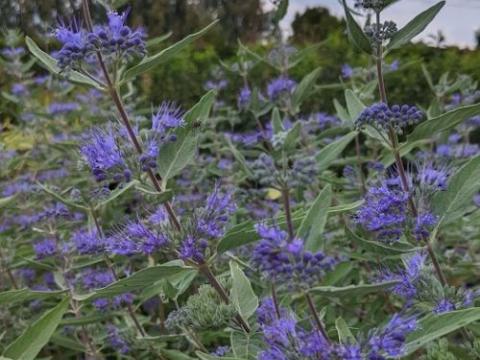 Caryopteris x cland. 'Heavenly Blue'
