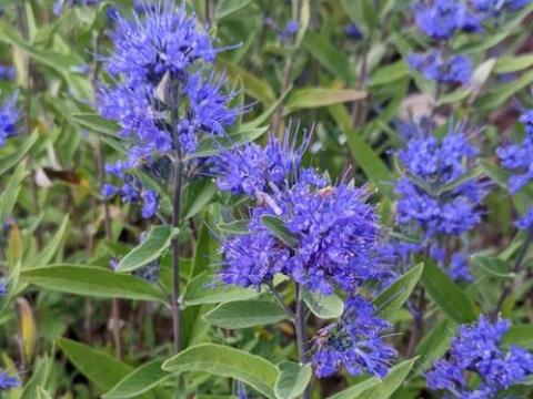 Caryopteris x cland. 'Kew Blue'