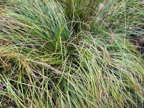Carex caryophyllea 'The Beatles'
