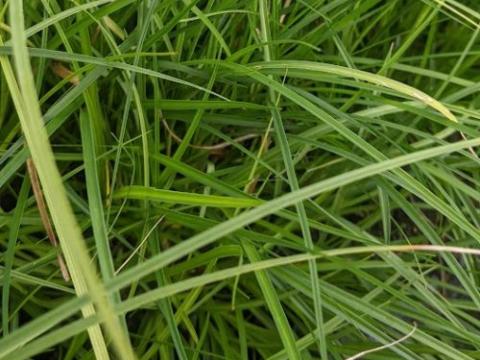 Carex divulsa (tumulicola)