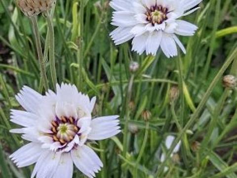 Catananche caerulea 'Alba'