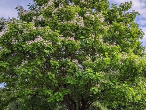 Catalpa bignonioides