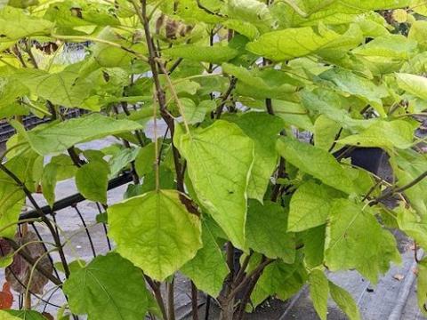 Catalpa bignonioides  multistam