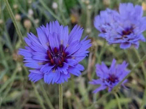 Catananche caerulea