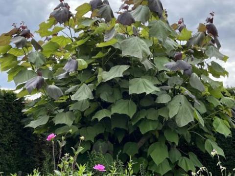 Catalpa eru. 'Purpurea'
