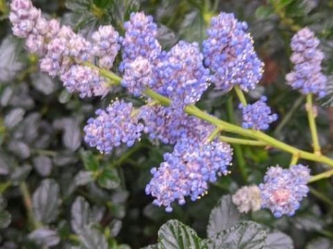 Ceanothus thy. 'Repens'