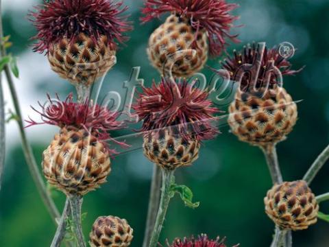 Centaurea atropurpurea