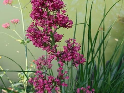 Centranthus ruber 'Coccineus'