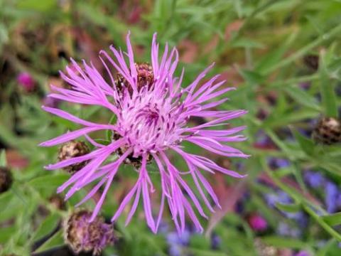 Centaurea jacea