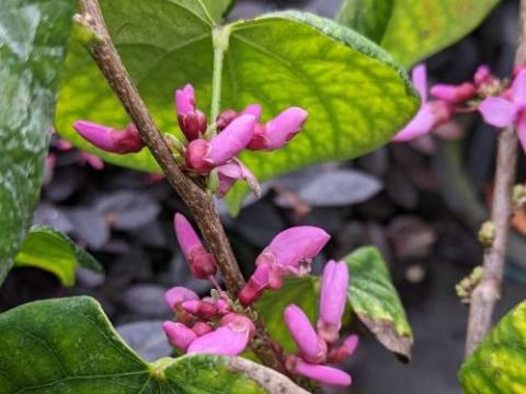Cercis chinensis 'Avondale'