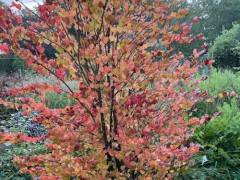 Cercidiphyllum japonicum