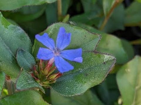 Ceratostigma plumbaginoides