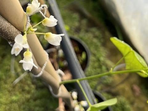 Cercis can.' Vanilla Twist'