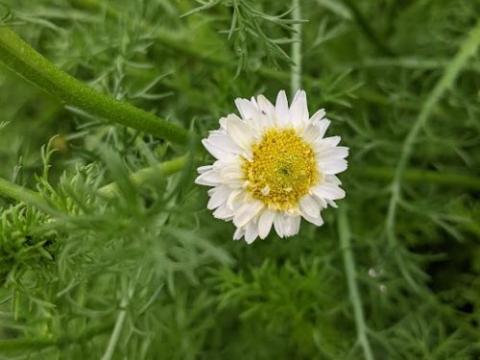 Chamaemelum nobile 'Ligulosum' roomse kamille