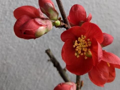 Chaenomeles superba 'Nicoline'