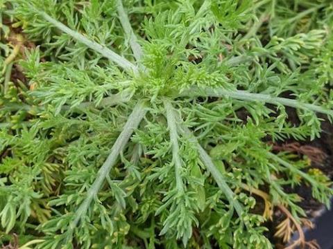 Chamaemelum nobile 'Treneague'(LOOPKAMILLE)