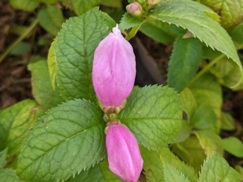 Chelone lyonii 'Hot Lips'