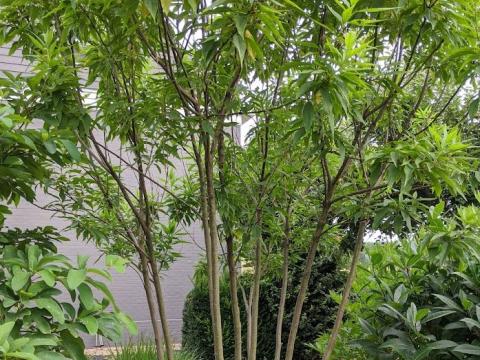 Chitalpa tashkentensis 'Summer Bells'