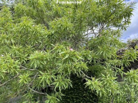 Chitalpa tashkentensis 'Pink Dawn'