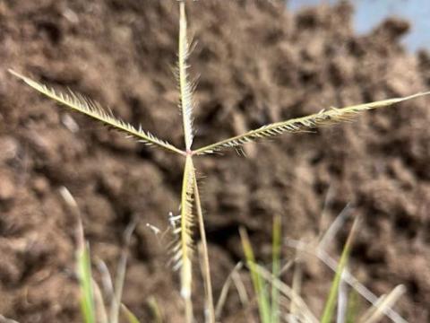 Chloris truncata 'Flying Stars'
