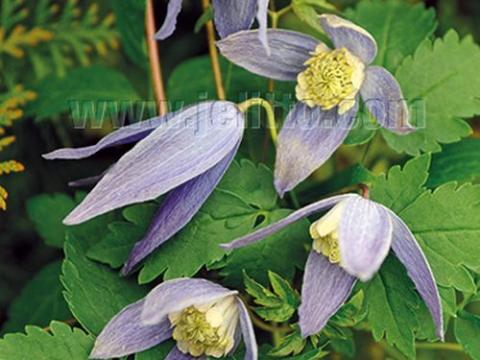 Clematis alpina