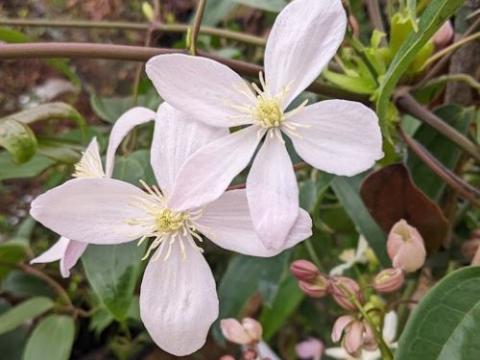 Clematis armandii  'Apple Blossom'
