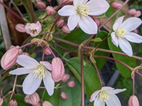 Clematis armandii  'Rubra'