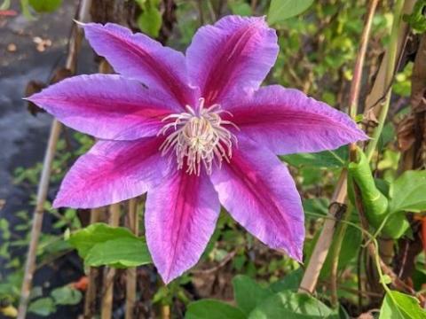 Clematis  'Dr Ruppel'