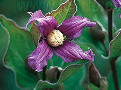 Clematis integrifolia