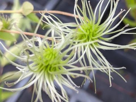 Clematis integrifolia  'Alba'