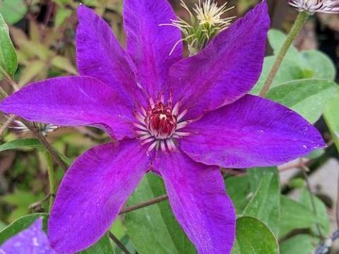 Clematis  'Jackmanii'