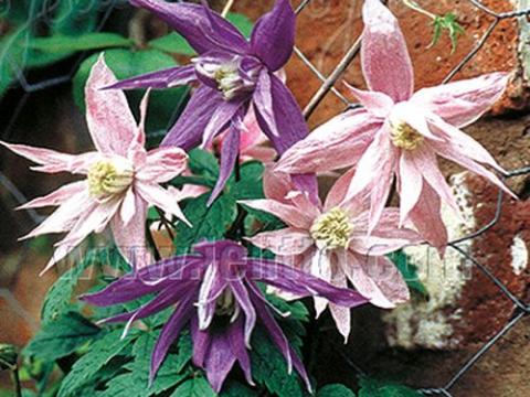 Clematis macropetala