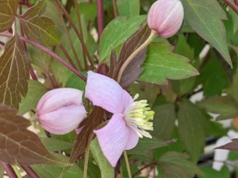 Clematis montana 'Rubens'
