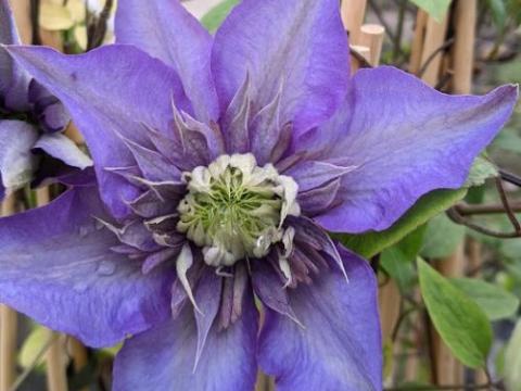 Clematis  'Multi Blue'