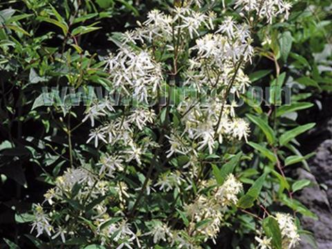 Clematis recta
