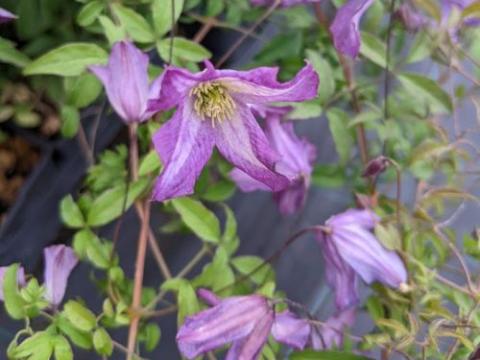 Clematis viticella