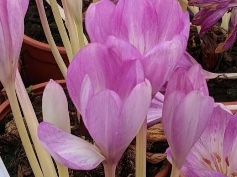 Colchicum  automnale 'Giant'