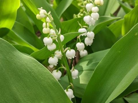 Convallaria majalis