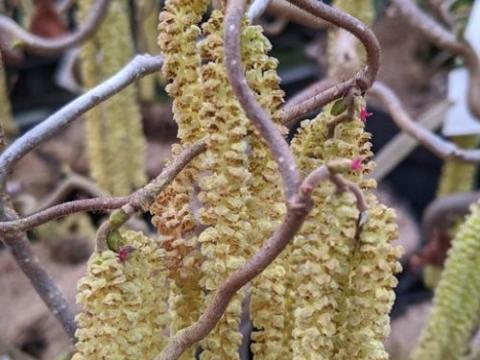 Corylus avellana 'Contorta'