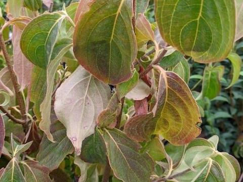 Cornus kousa  chinensis