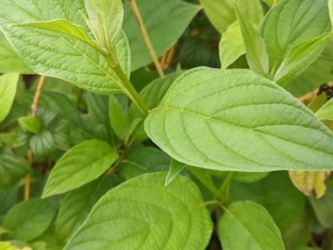Cornus sto. 'Flaviramea'